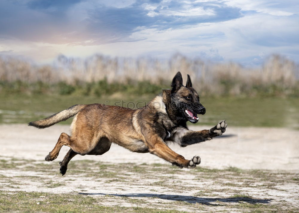 Similar – Image, Stock Photo Malinois Dog Play Jumping Running Outdoor In Park. Belgian Sheepdog Are Active, Intelligent, Friendly, Protective, Alert And Hard-working. Belgium, Chien De Berger Belge Dog