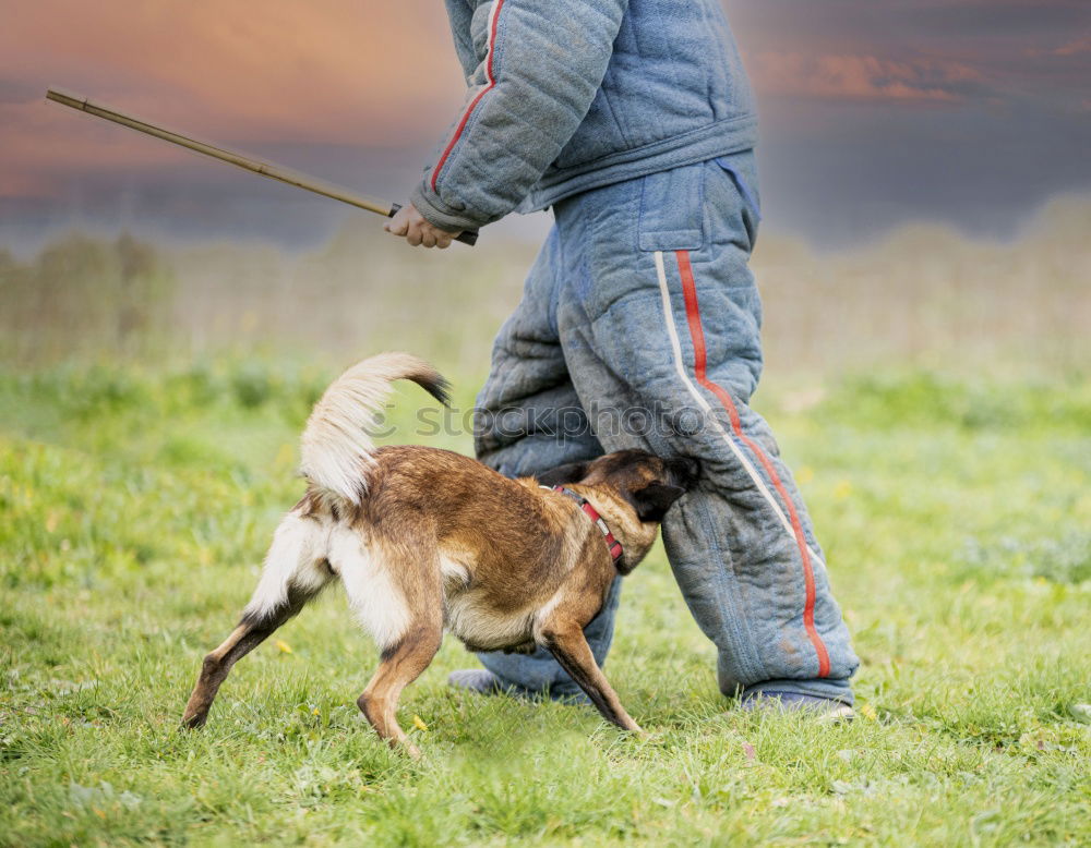 Similar – Image, Stock Photo a man in a check shirt is walking with his well-bred white horse on a meadow path with lots of flowering grass all around. In the background lush green trees