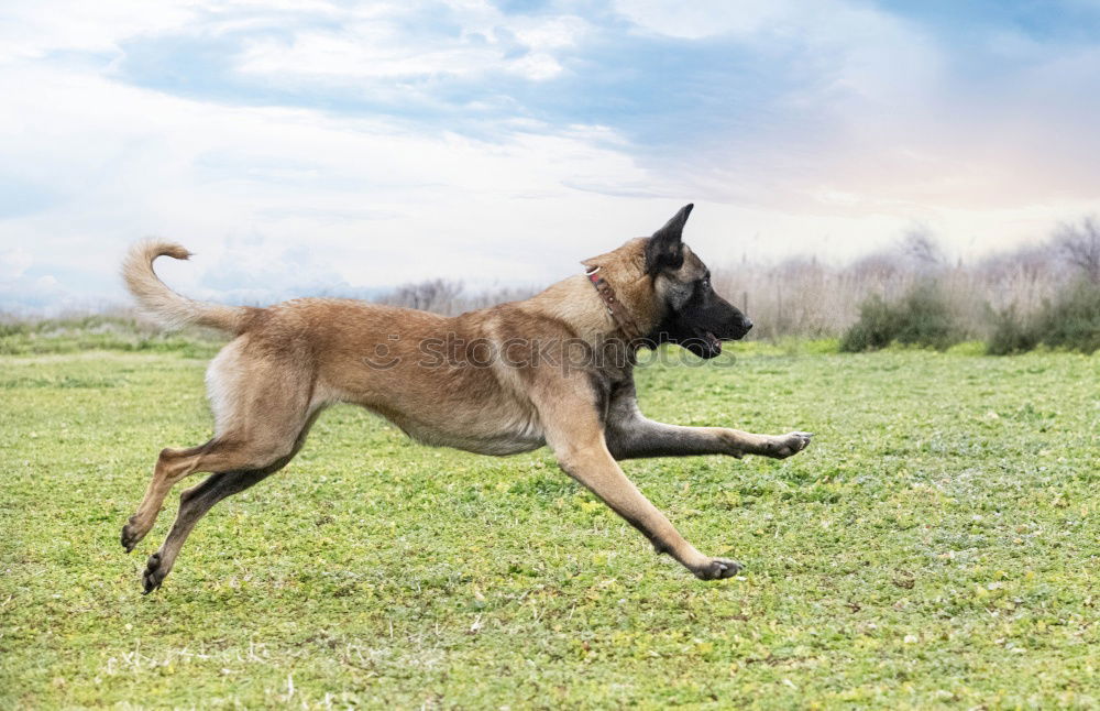 Similar – Image, Stock Photo Malinois Dog Play Jumping Running Outdoor In Park. Belgian Sheepdog Are Active, Intelligent, Friendly, Protective, Alert And Hard-working. Belgium, Chien De Berger Belge Dog