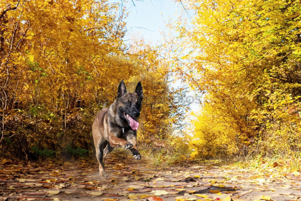 Similar – Image, Stock Photo Deer? Hound Dog Animal