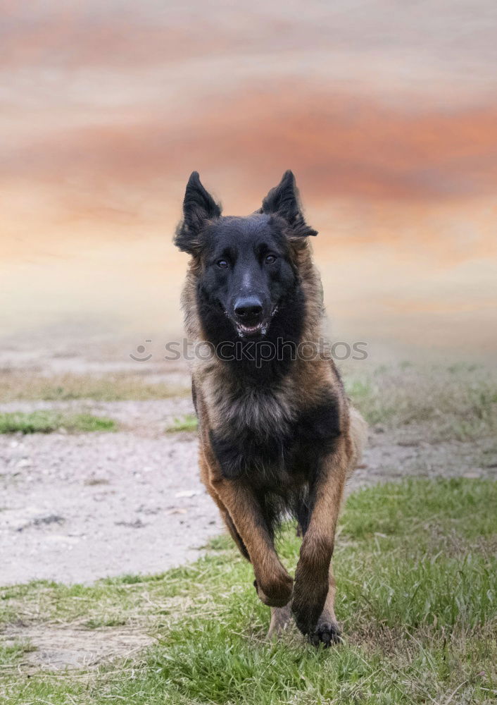 Similar – Happy black and tan dog standing panting