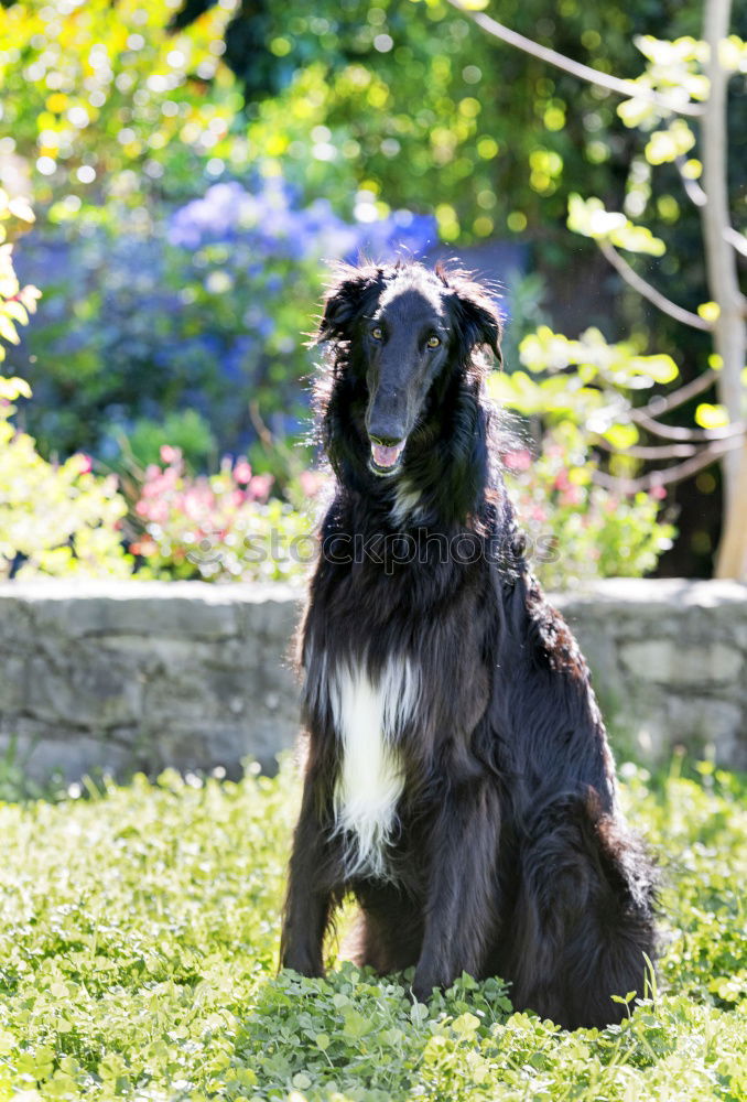 Similar – Image, Stock Photo Full snout Animal Grass