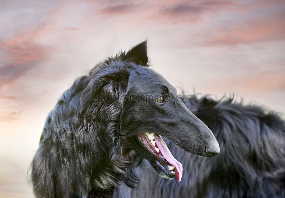 Similar – Funny dog on beach Dog