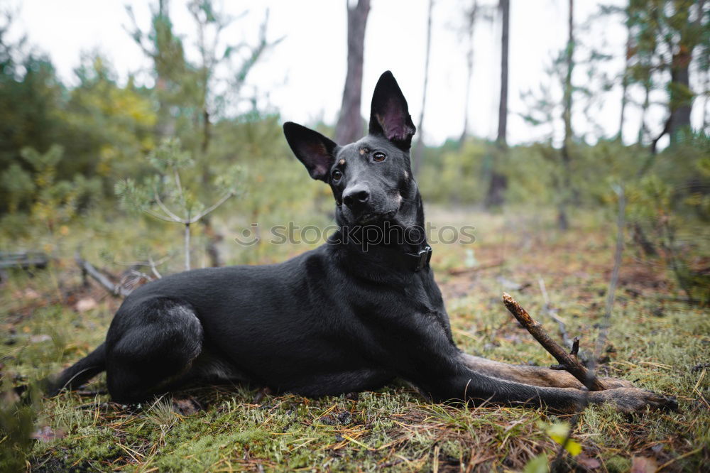 Image, Stock Photo Dog on seaweed