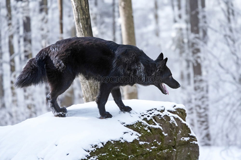 Similar – Wolf running on snow Snow