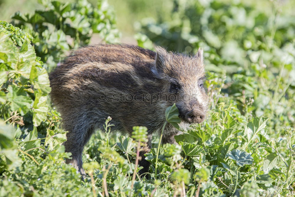 Similar – Image, Stock Photo pig Environment Nature