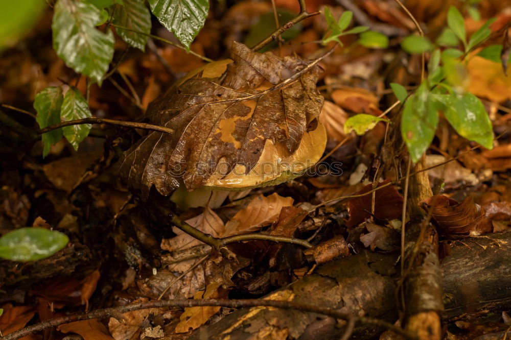 Image, Stock Photo Leaf in moss Environment