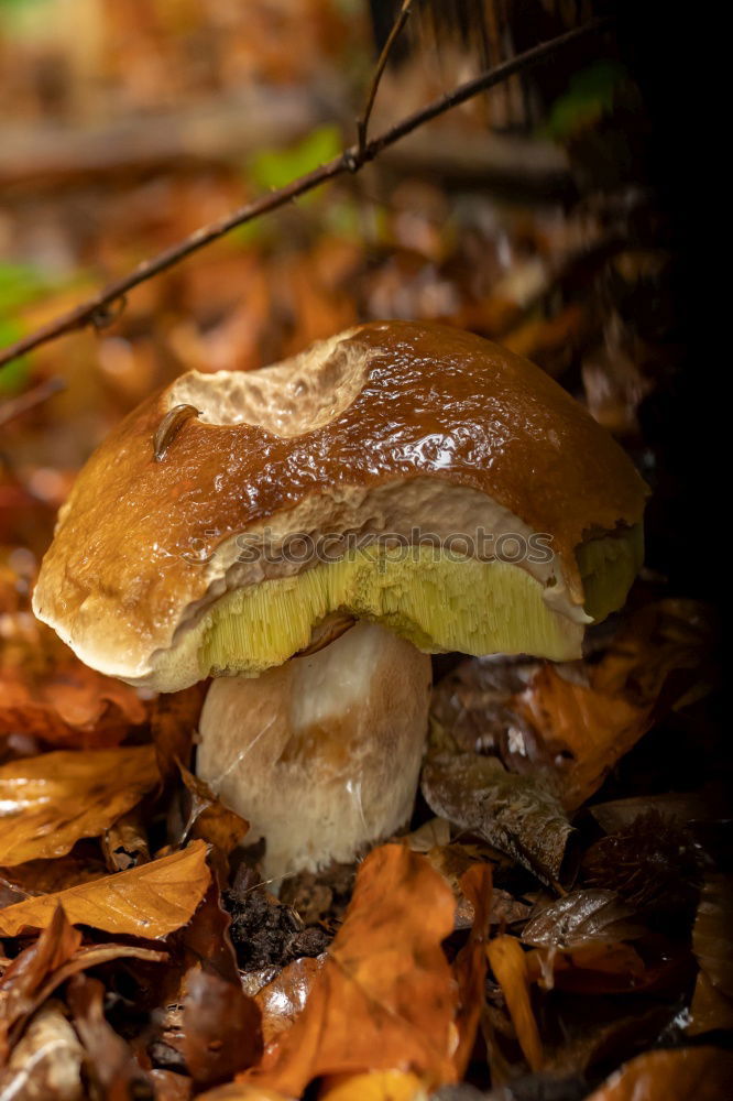 Similar – Image, Stock Photo toad migration Meadow