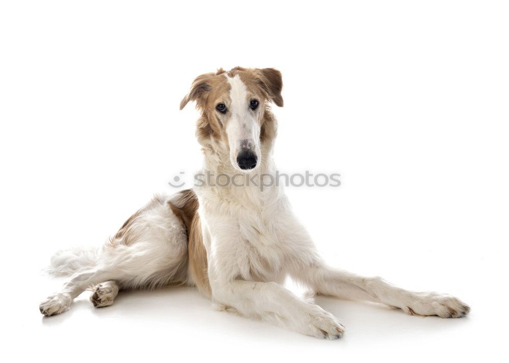 Similar – Image, Stock Photo manofilos Summer Animal