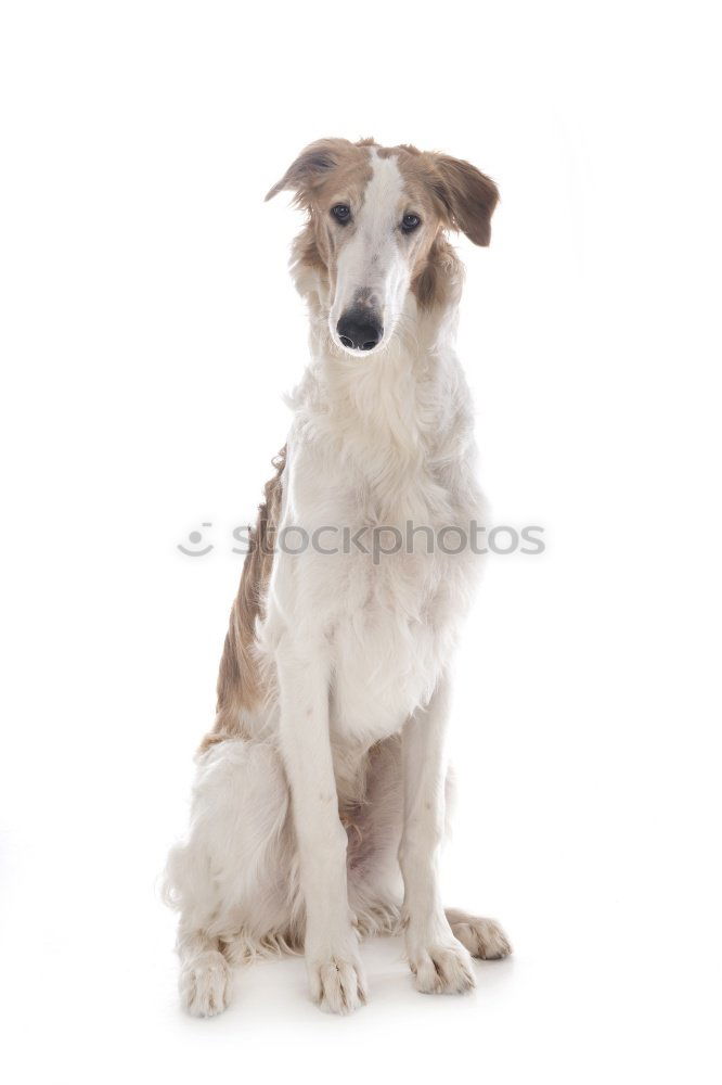 Similar – Image, Stock Photo portrait of a cute dog on bed