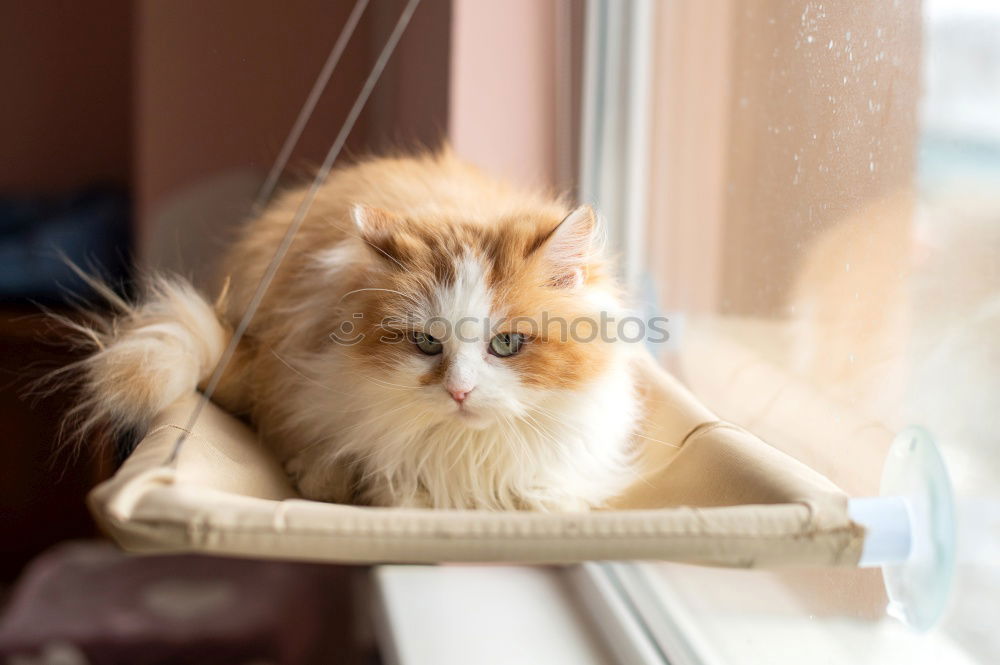 Similar – Image, Stock Photo A white cat lies on the radiator behind a curtain and relaxes
