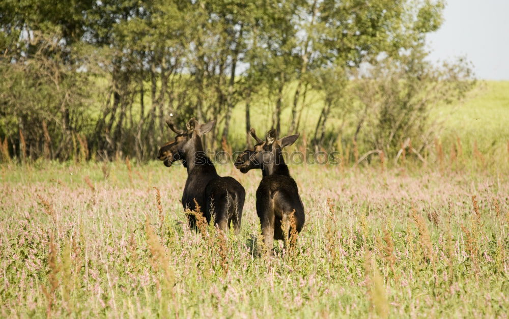 Similar – Angsthasen Jagd Umwelt