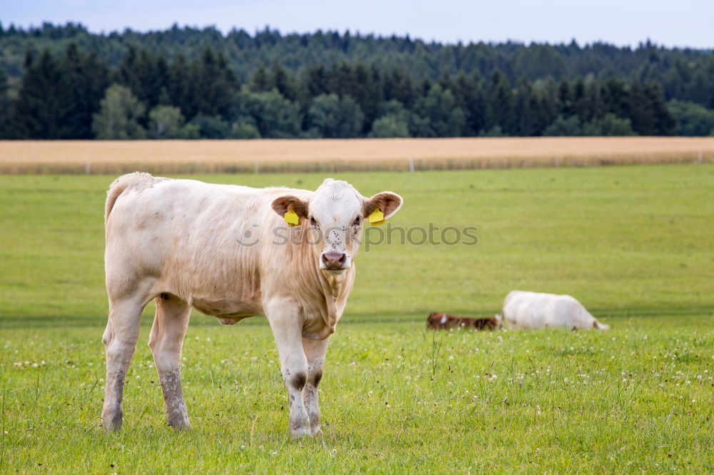 Similar – Calves on the meadow