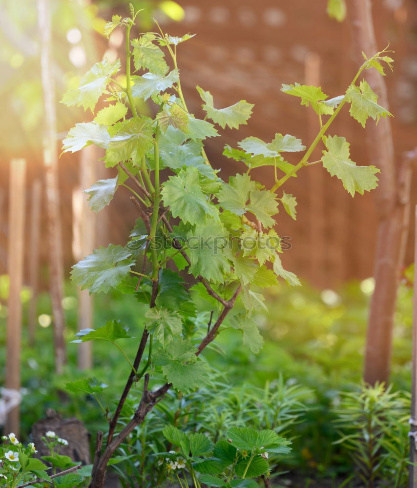 Similar – Image, Stock Photo raised bed fresh green rhubarb