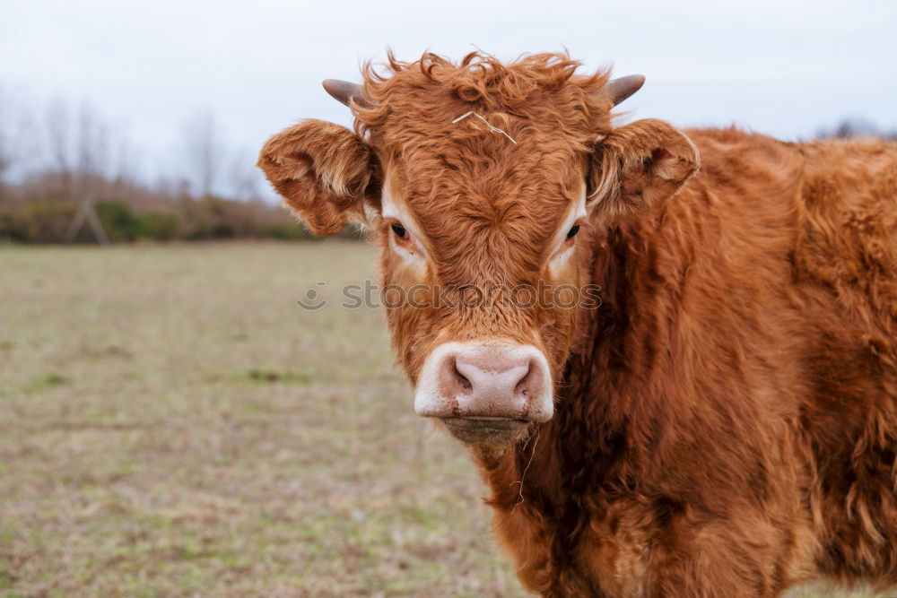 Similar – longhorn Animal