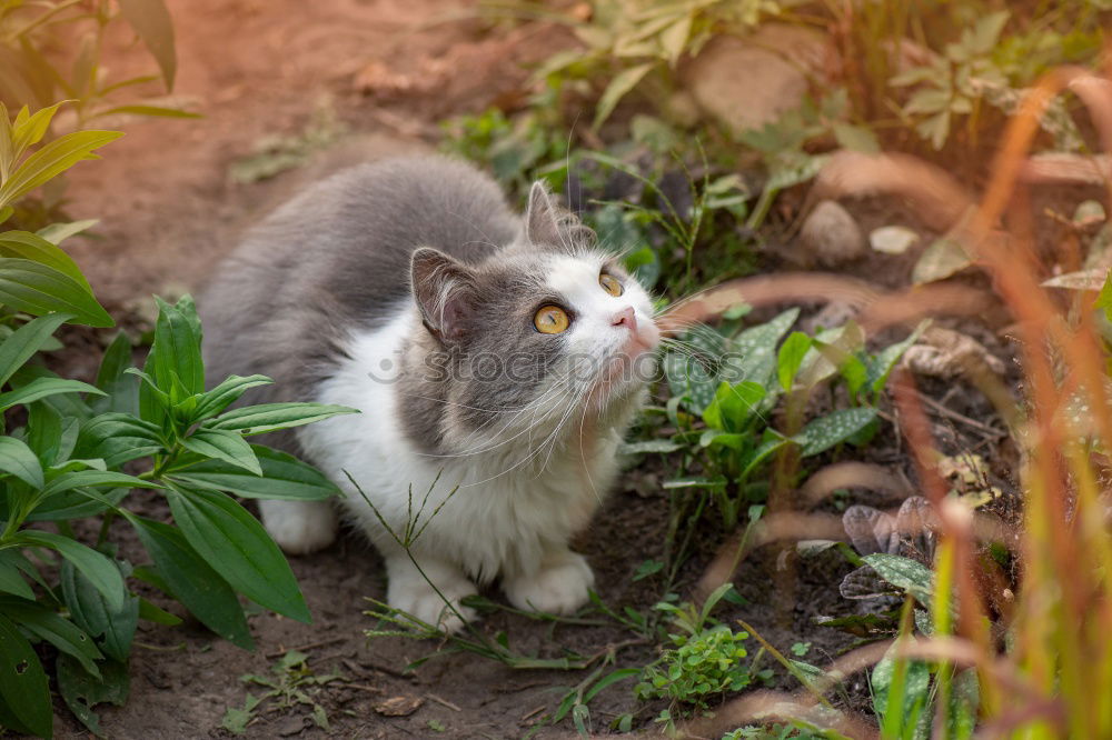 Similar – Image, Stock Photo little cat Street Hair Cat