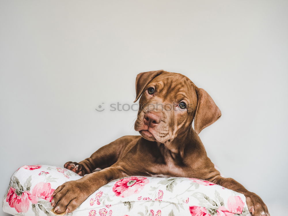 Similar – Image, Stock Photo hunger Nature Plant Leaf