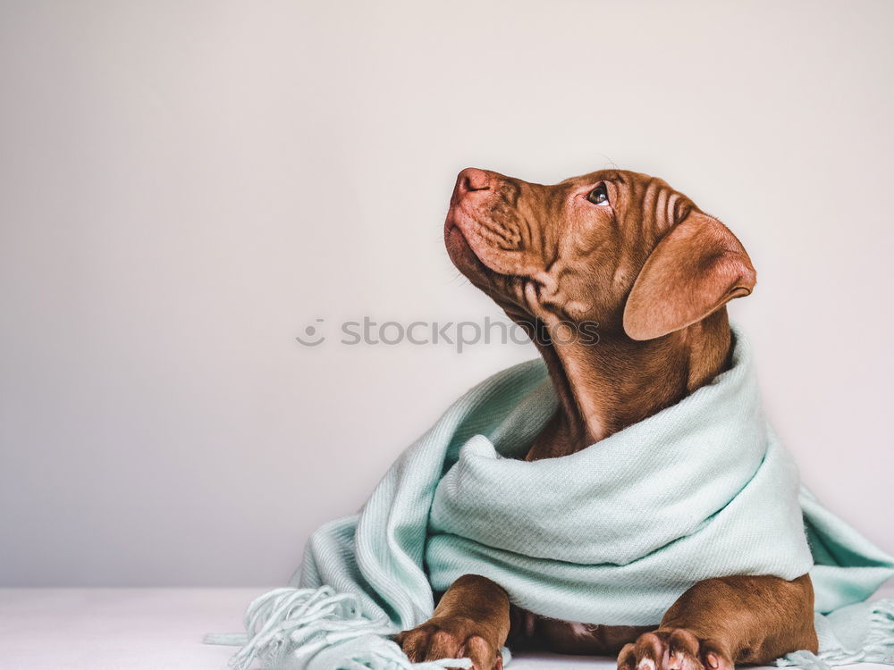 Similar – Image, Stock Photo cute small dog lying white sheet with hello world message