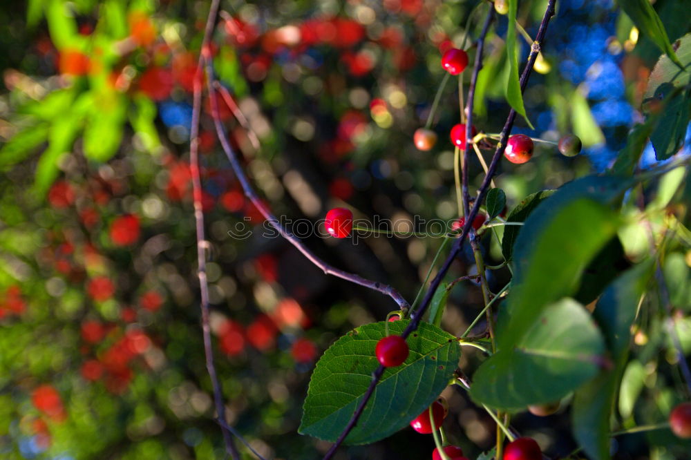 Image, Stock Photo Flashed rose hips Garden