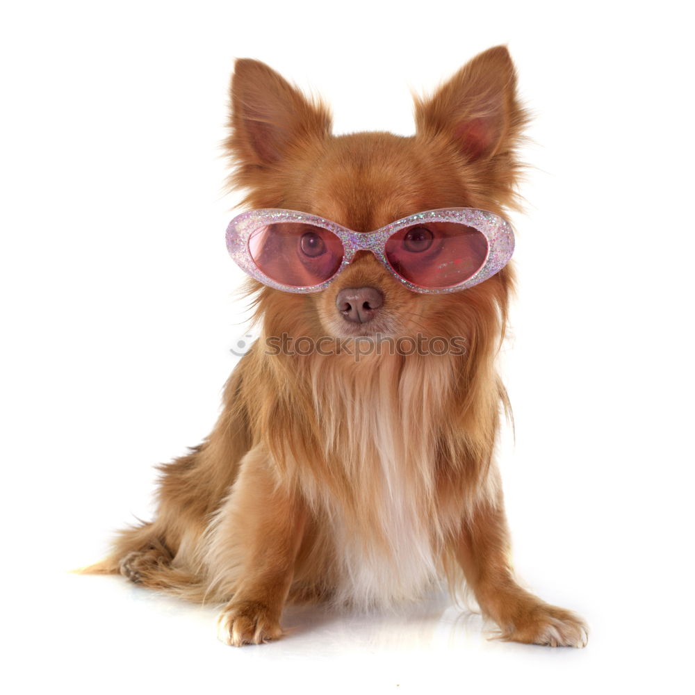 Similar – funny dog with sunglasses on white background