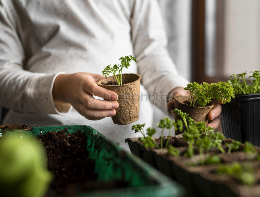 Similar – Image, Stock Photo Woman’s hands transplanting plant.