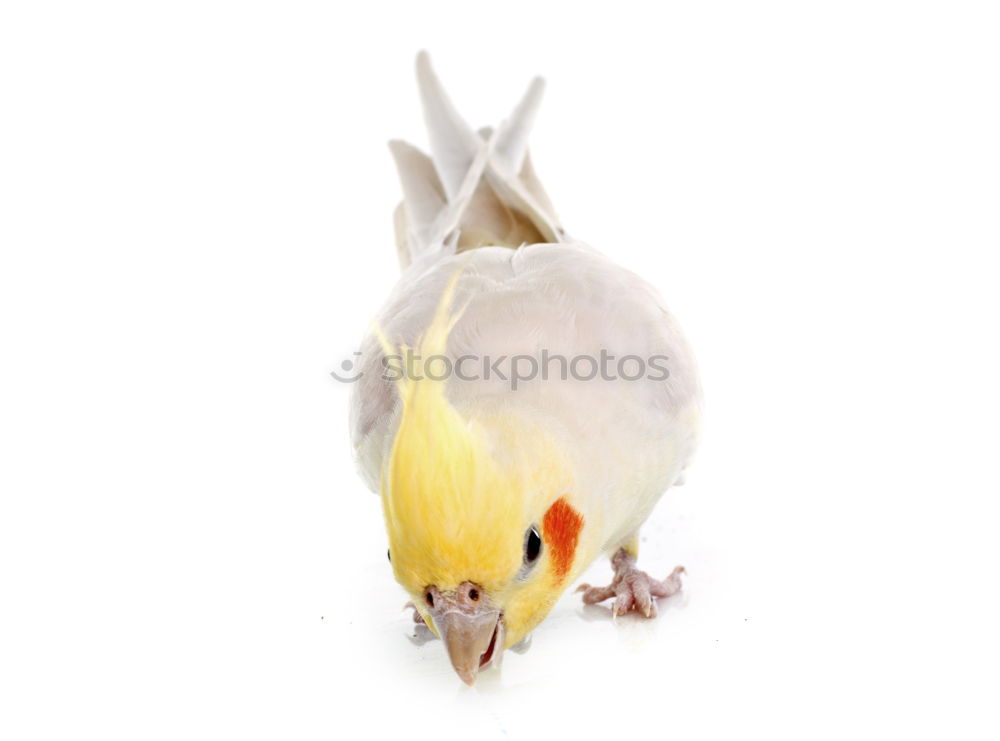 Similar – Image, Stock Photo Pancha Animal Pet Bird