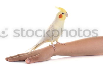 Image, Stock Photo mouse and hand Hand