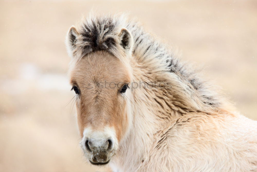 Similar – Image, Stock Photo Icelanders