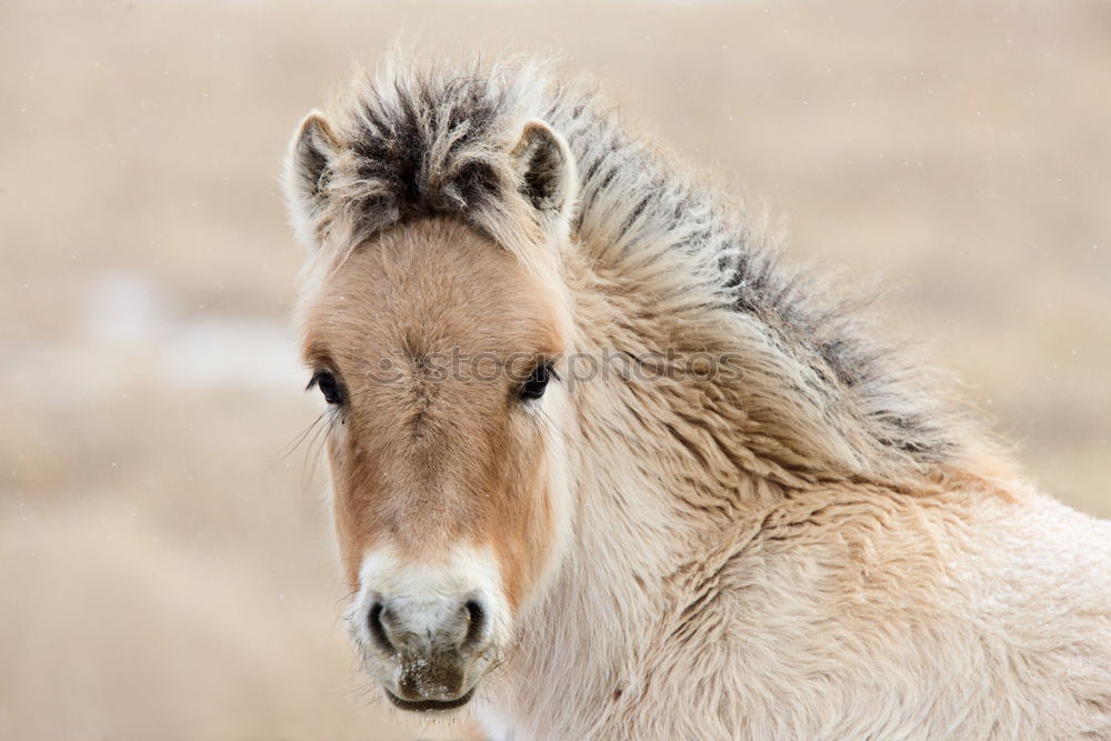 Similar – Image, Stock Photo Icelanders