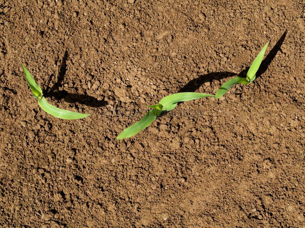 Similar – Image, Stock Photo FF# snake green