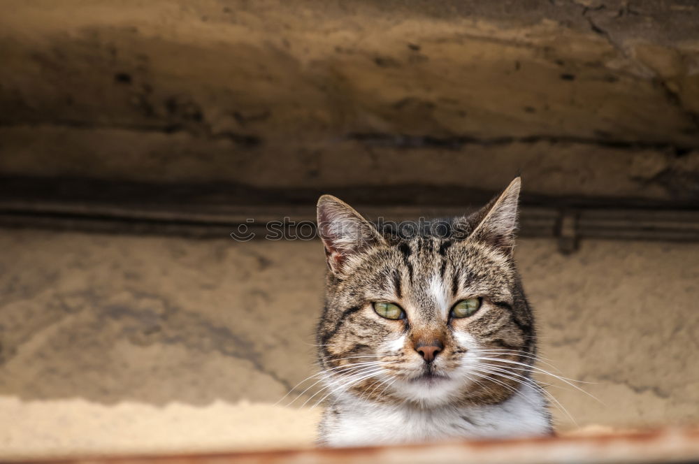 Similar – Little cat behind metal bars. Stray cat