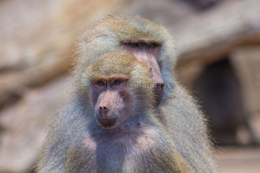 Similar – Baby monkey with little stick