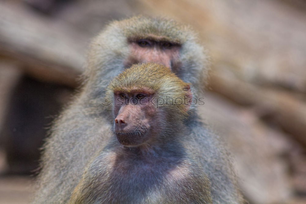 Similar – Image, Stock Photo Thoughtful Safari Summer