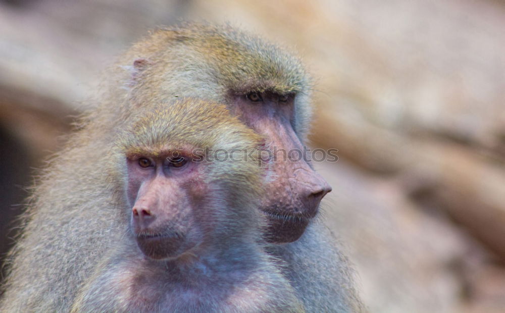 Similar – Image, Stock Photo Thoughtful Safari Summer