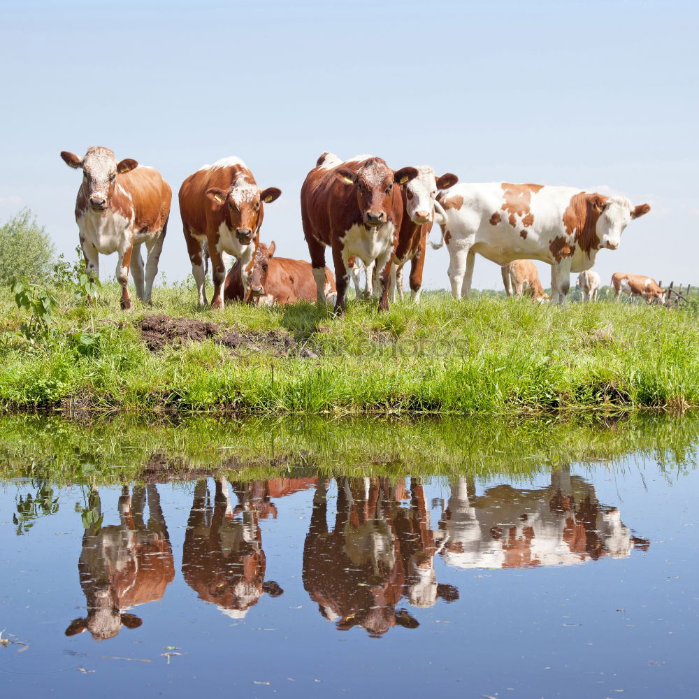 Similar – Image, Stock Photo herd of cows… Meat