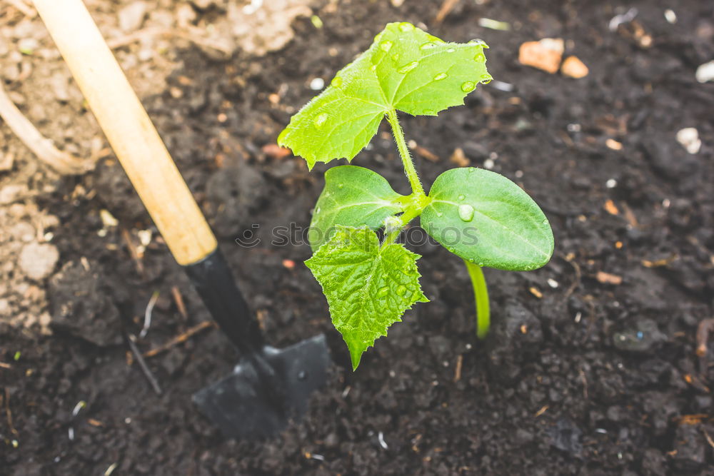 Similar – urban gardening Food