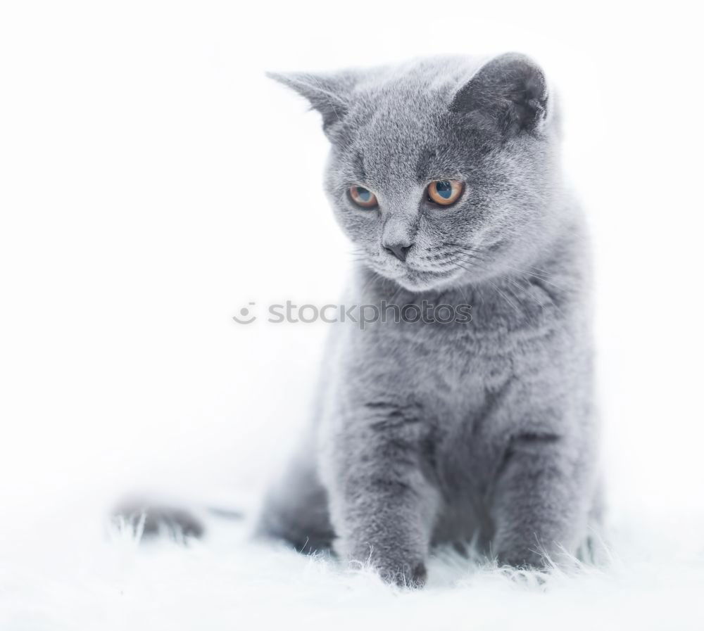 Similar – Image, Stock Photo Baby cat 3 Animal Pet Cat