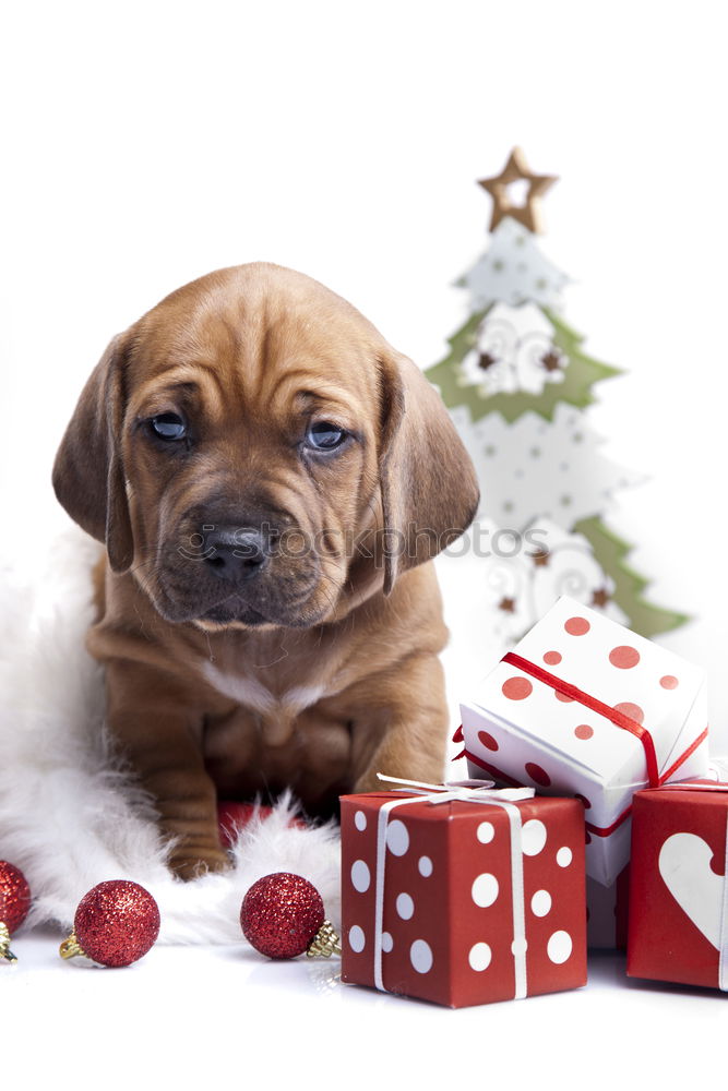 Similar – Image, Stock Photo Little Christmas Dog