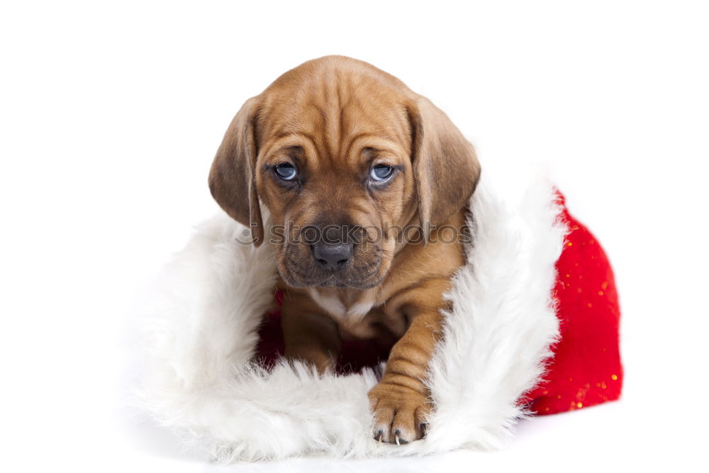 Image, Stock Photo Little Christmas Dog