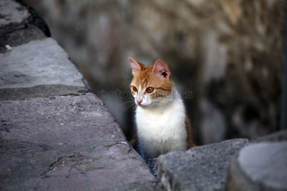 Similar – The cat on the hot tin roof