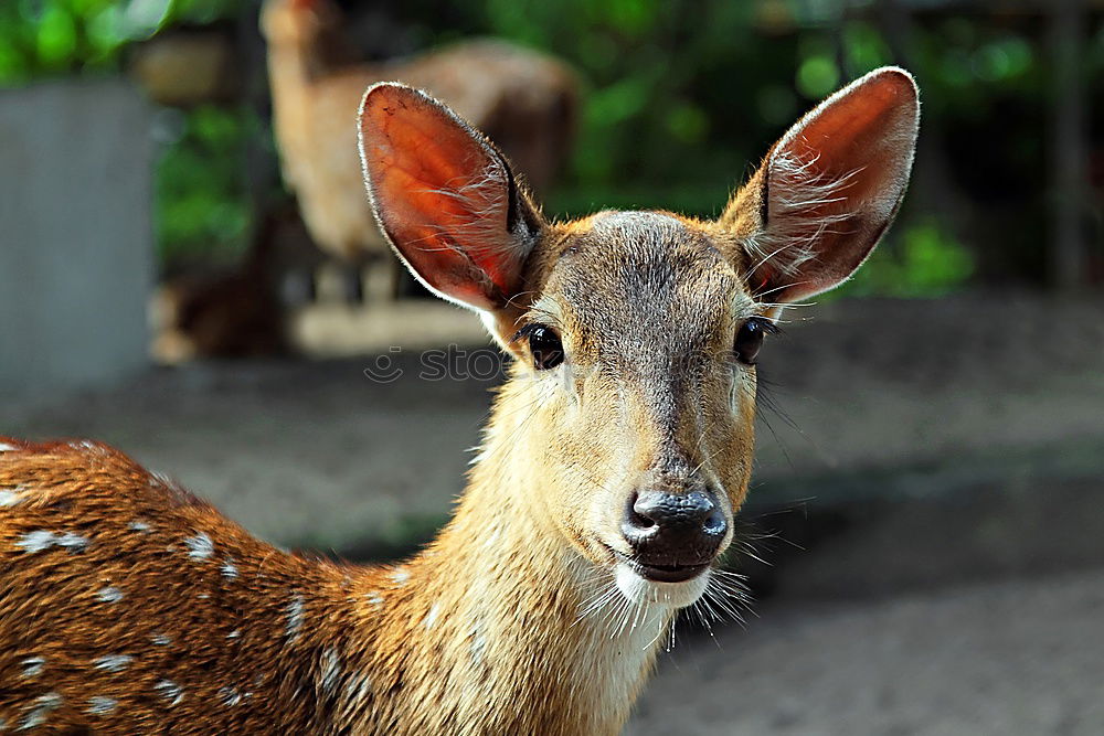 Similar – Image, Stock Photo impala look