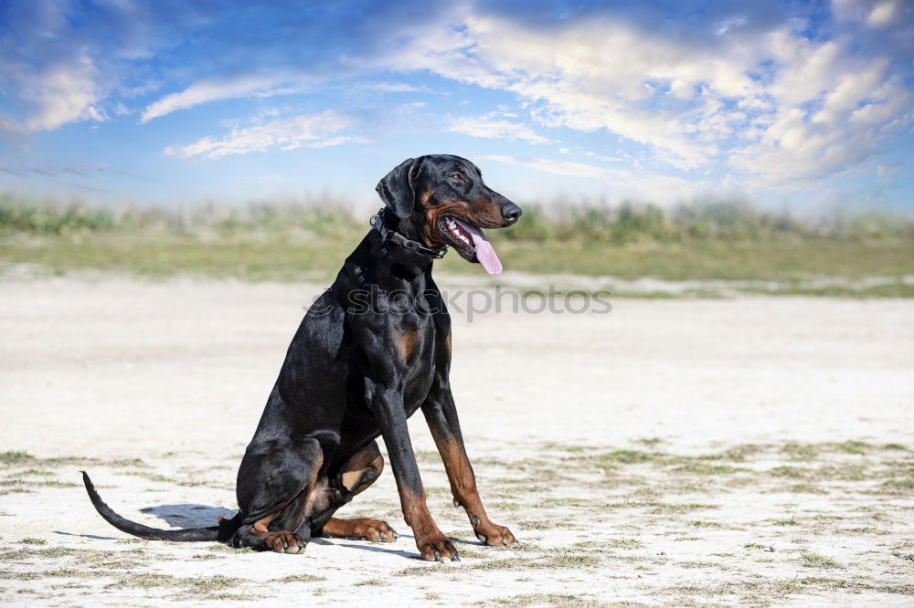 Similar – Image, Stock Photo KingOfTheBeach Dog Clouds