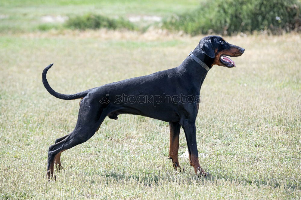 Similar – hunt Dog Hunting Hound