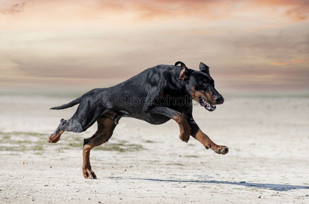 Similar – Brown horse in the sky background