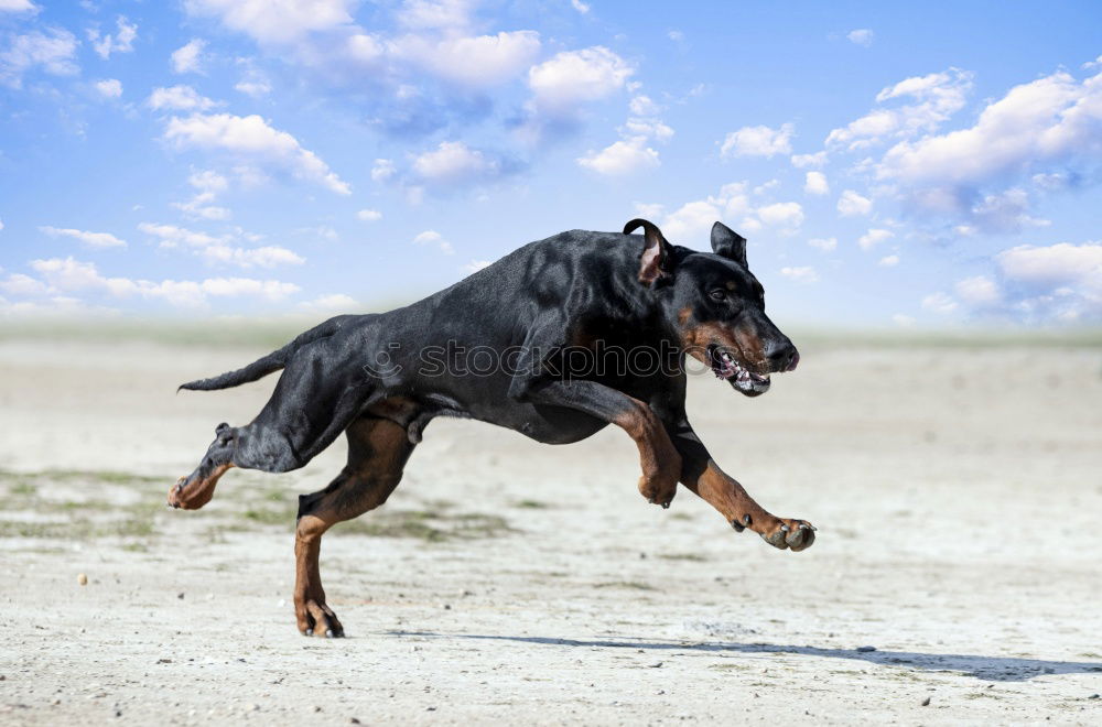 Similar – Image, Stock Photo grazing Ride Nature