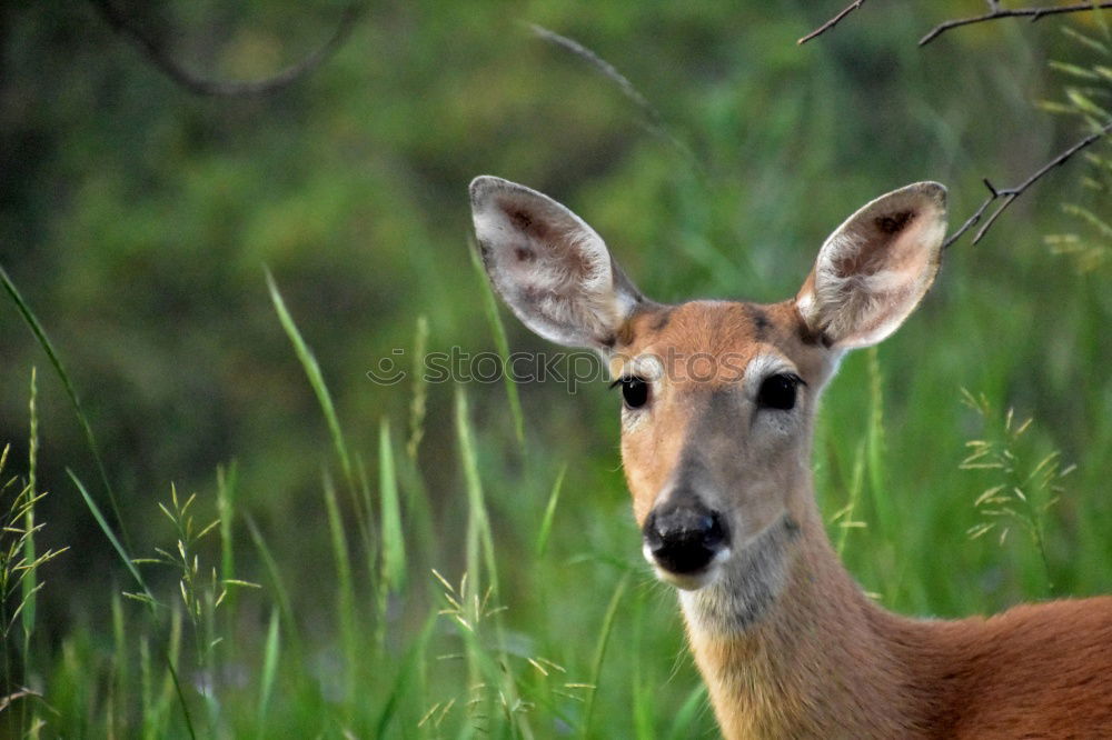 Similar – Bambi looks Environment