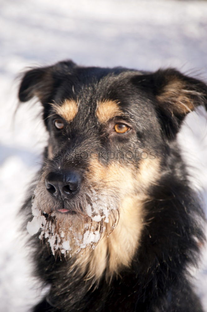 Similar – Image, Stock Photo Portait of a sled dog