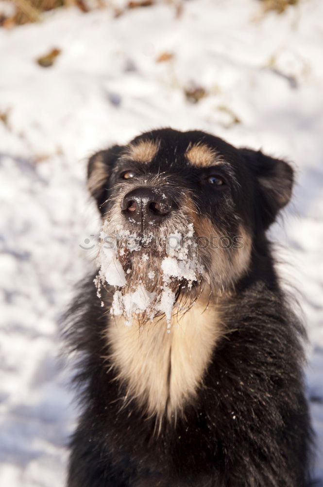 Similar – „Ich bin ein Hund! HOLT MICH HIER RAUS!!!“