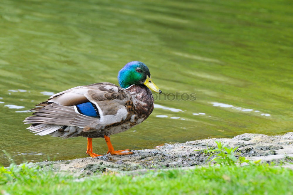 Similar – Image, Stock Photo Easterpel Drake Meadow