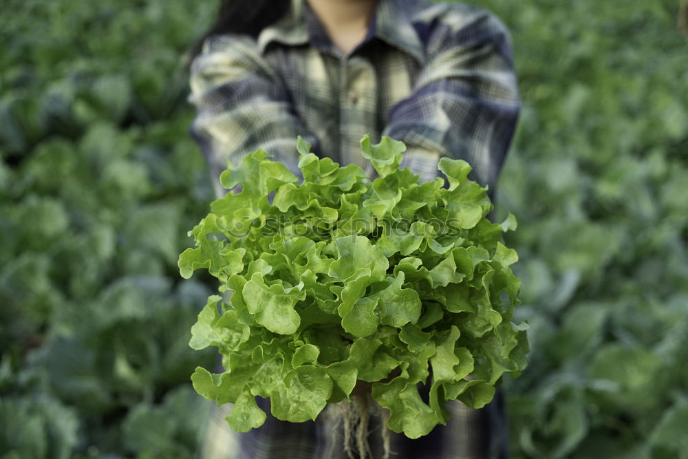 Similar – Image, Stock Photo Harvesting spinach from a vegetable field